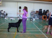 OSKAR HEAVENLY BLESSING - CAC, CACIB, BOB